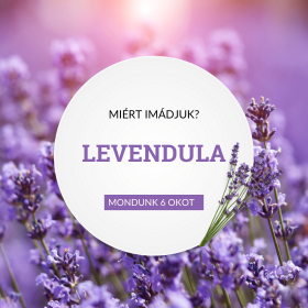 Miért imádjuk a levendulát? 